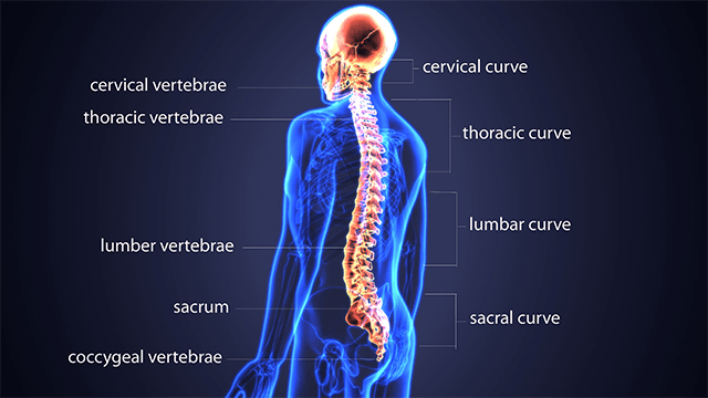 lower back pain lower back pain,back pain,physiotherapy exercises,top 20