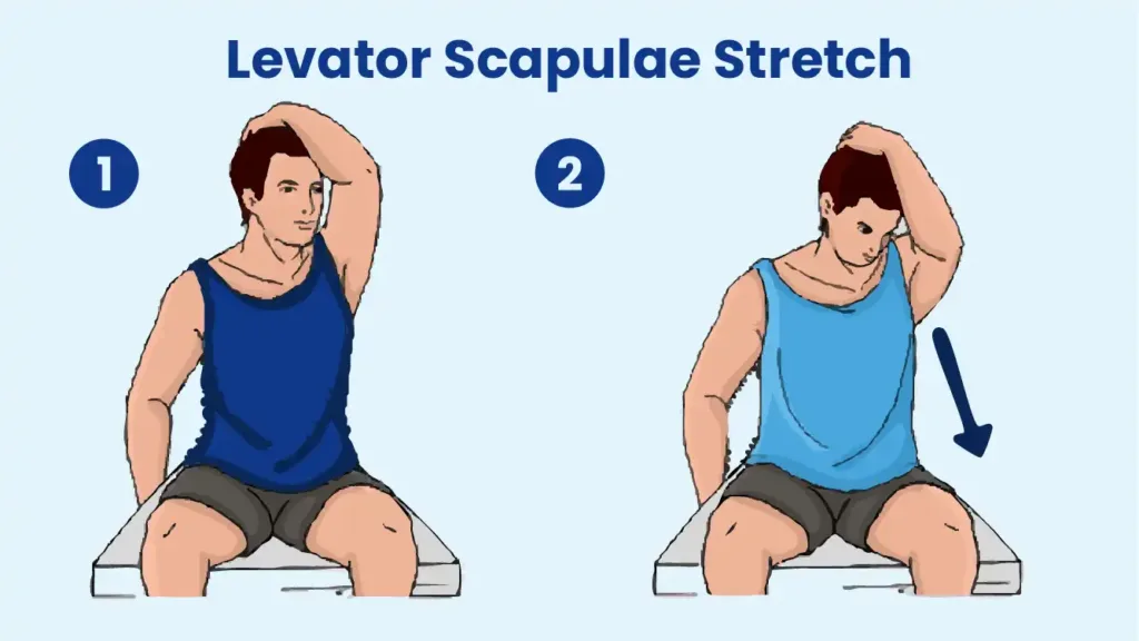 Levator Scapulae Stretch