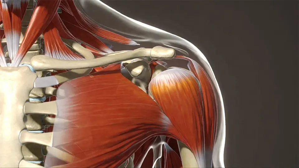 shoulder physical therapist treatment plan