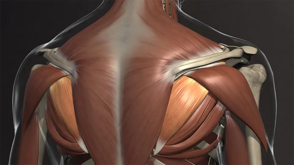 The Rotator Cuff: The Four Guardians